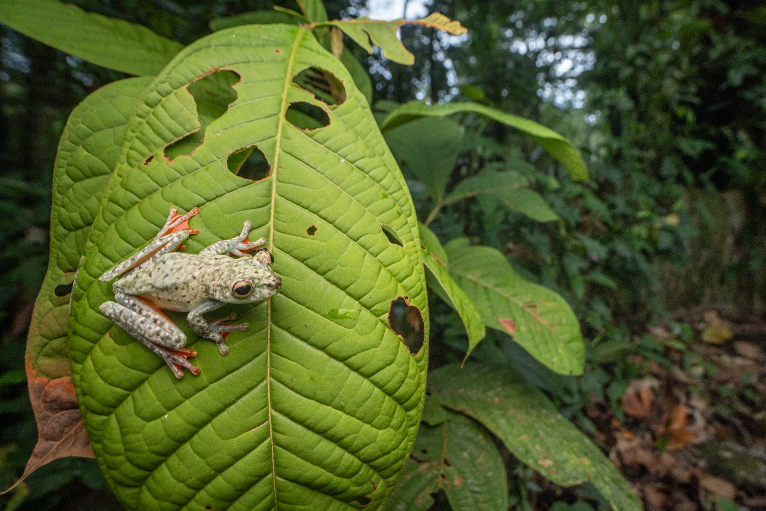 Canal Zone tree frog, one of thousands of species found across Costa Rica